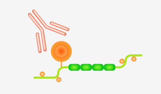 SG-Taq Antibody 연구 그래픽